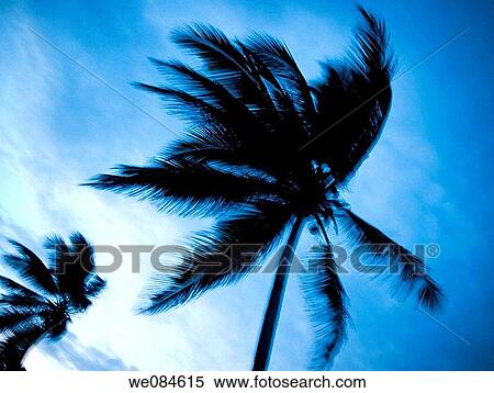 palmeras en Punta Cana, Rep·blica Dominicana View Large Photo Image Stock Photography - palmeras en Punta Cana, Rep·blica Dominicana. Fotosearch