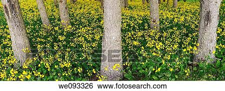 Panorama of blanket of yellow flowering wildflowers in a forest in Cape Breton Island Canada View Large Photo Image Stock Photograph - Panorama of blanket of yellow flowering wildflowers in a forest in Cape Breton Island Canada. Fotosearch