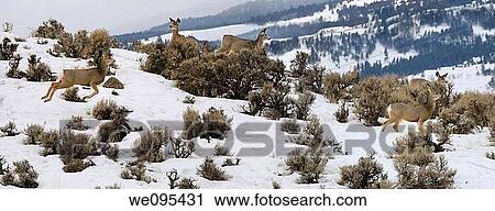 Panorama of watchful Mule Deer jumping in early morning at Jardine Road Gardiner Montana in winter View Large Photo Image Stock Image - Panorama of watchful Mule Deer jumping in early morning at Jardine Road Gardiner Montana in winter. Fotosearch