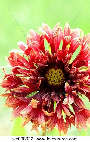 Part of a fancy Gaillardia hybrid flower View Large Photo Image Stock Image - Part of a fancy Gaillardia hybrid flower. Fotosearch