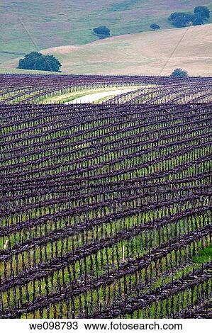 Stock Image - Path running through rows of grapevines in a vineyard in the rolling hills of Central California. Fotosearch