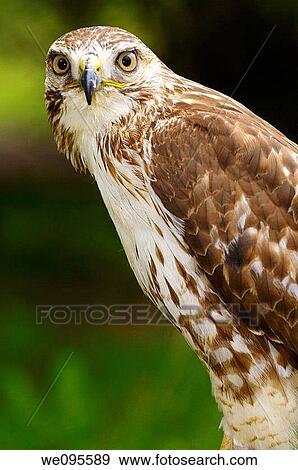 Perched Red Tailed Hawk staring at the camera in a forest in Ontario Canada View Large Photo Image Stock Photo - Perched Red Tailed Hawk staring at the camera in a forest in Ontario Canada. Fotosearch