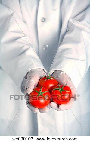 Stock Photo - Person in lab coat holds three tomatoes. Fotosearch