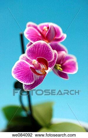 Phalaenopsis orchids View Large Photo Image Stock Image - Phalaenopsis orchids. Fotosearch