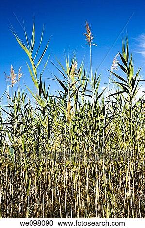 Phragmites View Large Photo Image Stock Image - Phragmites. Fotosearch