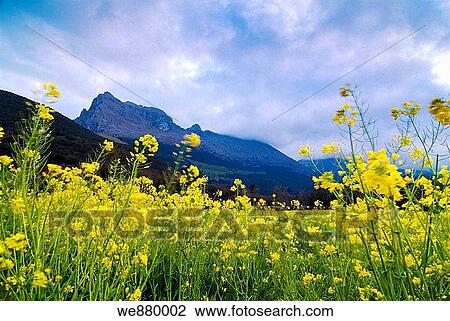 Stock Image - Pico San Vicente in Ramales de la Victoria, Cantabria. Spain.. Fotosearch