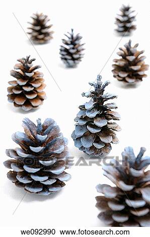 Pine cones looking like Christmas trees on white snowy background View Large Photo Image Stock Image - Pine cones looking like Christmas trees on white snowy background. Fotosearch