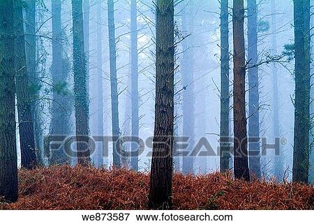 Stock Photo - Pine forest in the fog, Biscay, Basque Country. Spain.. Fotosearch