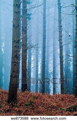 Pine forest in the fog, Biscay, Basque Country. Spain. View Large Photo Image Stock Photo - Pine forest in the fog, Biscay, Basque Country. Spain.. Fotosearch