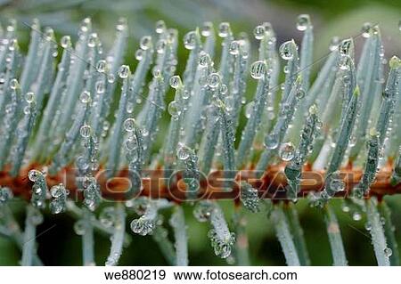Stock Photo - Pine tree branch with dew drops. Pinus Sylvestris.. Fotosearch