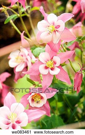Pink and White Columbine in Bloom. Aquilegia hybrid. April 2008, Maryland, USA View Large Photo Image Stock Image - Pink and White Columbine in Bloom. Aquilegia hybrid. April 2008, Maryland, USA. Fotosearch