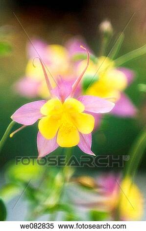 Pink and Yellow Columbine Flowers. Aquilegia caerulea. April 2008. Maryland, USA. View Large Photo Image Stock Photography - Pink and Yellow Columbine Flowers. Aquilegia caerulea. April 2008. Maryland, USA.. Fotosearch