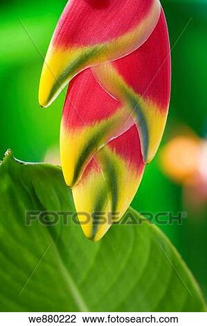 Pink and yellow Heliconia Rastrata or Lobster claw flower. Hawaii, Maui, USA View Large Photo Image Stock Image - Pink and yellow Heliconia Rastrata or Lobster claw flower. Hawaii, Maui, USA. Fotosearch