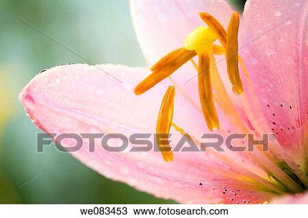 Pink Asiatic Lily. Lilium hybrid. July 2008, Maryland, USA View Large Photo Image Stock Image - Pink Asiatic Lily. Lilium hybrid. July 2008, Maryland, USA. Fotosearch