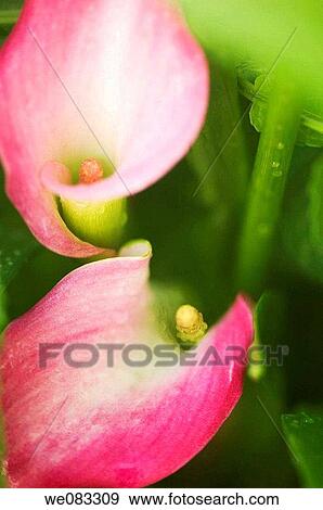 Pink Calla Lily Duo. Zantedeschia rehmannii. View Large Photo Image Stock Photo - Pink Calla Lily Duo. Zantedeschia rehmannii.. Fotosearch