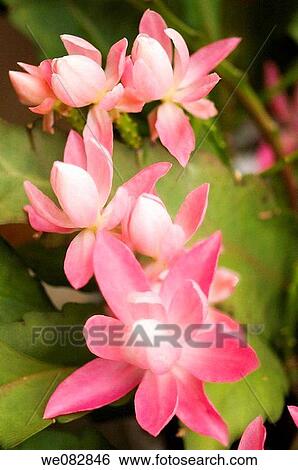 Pink Christmas Cactus. Schlumbergera hybrid. April 2008. Maryland, USA. View Large Photo Image Stock Photograph - Pink Christmas Cactus. Schlumbergera hybrid. April 2008. Maryland, USA.. Fotosearch