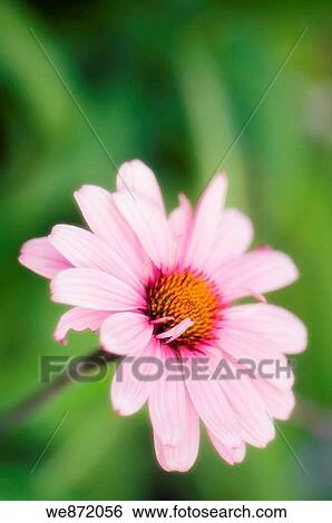 Pink Coneflower, Green Background View Large Photo Image Stock Photograph - Pink Coneflower, Green Background. Fotosearch