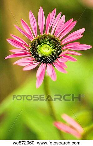 Pink Coneflower View Large Photo Image Stock Image - Pink Coneflower. Fotosearch