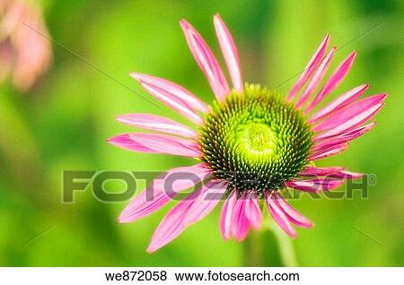 Pink Coneflower View Large Photo Image Stock Photo - Pink Coneflower. Fotosearch