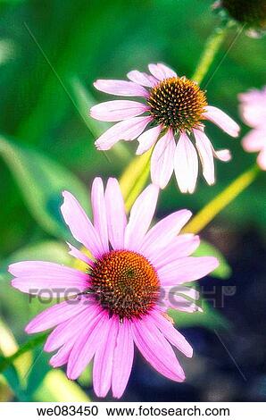 Pink Coneflowers. Echinacea purpurea View Large Photo Image Stock Image - Pink Coneflowers. Echinacea purpurea. Fotosearch