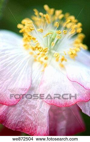 Pink Delicate Shirley Poopy Close-up. Papaver rhoeas. June 2008 View Large Photo Image Picture - Pink Delicate Shirley Poopy Close-up. Papaver rhoeas. June 2008. Fotosearch