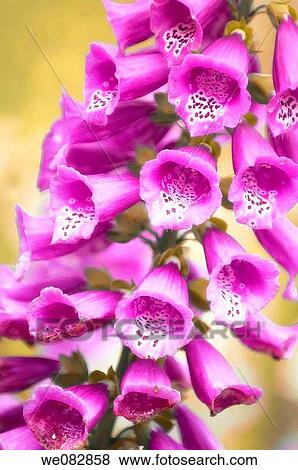Pink Foxglove. Digitalis purpurea. May 2008. Maryland, USA. View Large Photo Image Stock Photo - Pink Foxglove. Digitalis purpurea. May 2008. Maryland, USA.. Fotosearch