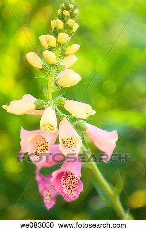 Pink Foxglove (Digitalis purpurea) View Large Photo Image Stock Image - Pink Foxglove (Digitalis purpurea). Fotosearch