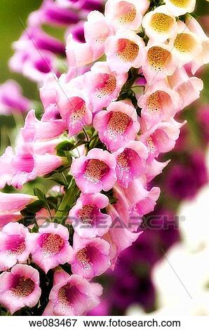 Pink Foxglove. Digitalis purpurea. April 2008, Maryland, USA View Large Photo Image Stock Photo - Pink Foxglove. Digitalis purpurea. April 2008, Maryland, USA. Fotosearch