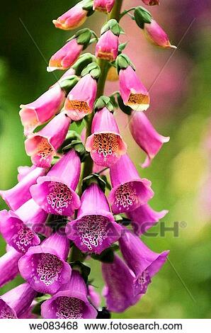 Pink Foxglove. Digitalis purpurea. April 2008, Maryland, USA View Large Photo Image Stock Photo - Pink Foxglove. Digitalis purpurea. April 2008, Maryland, USA. Fotosearch
