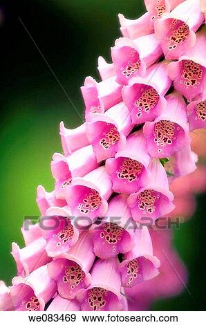 Pink Foxglove. Digitalis purpurea. April 2008, Maryland, USA View Large Photo Image Stock Photo - Pink Foxglove. Digitalis purpurea. April 2008, Maryland, USA. Fotosearch