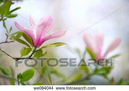 Pink Magnolia Blossom. Magnolia mollicomata View Large Photo Image Picture - Pink Magnolia Blossom. Magnolia mollicomata. Fotosearch