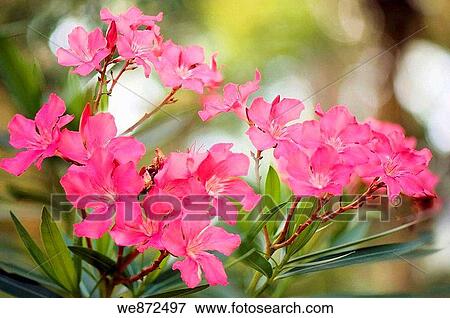 Pink Oleander Tree in Bloom Nerium oleander June 2007 View Large Photo Image Stock Photo - Pink Oleander Tree in Bloom Nerium oleander June 2007. Fotosearch