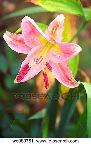 Pink Oriental Lily. Lilium orientale. View Large Photo Image Stock Image - Pink Oriental Lily. Lilium orientale.. Fotosearch