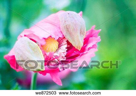Pink Peony Poppy Unfolding. Papaver somniferum paeoniflorum. June 2008 View Large Photo Image Stock Image - Pink Peony Poppy Unfolding. Papaver somniferum paeoniflorum. June 2008. Fotosearch