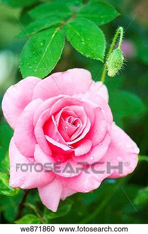 Pink Rose Flower and Poppy Bud Rosa hybrid, papaver rhoeas June 2008 Maryland, USA View Large Photo Image Stock Image - Pink Rose Flower and Poppy Bud Rosa hybrid, papaver rhoeas June 2008 Maryland, USA. Fotosearch