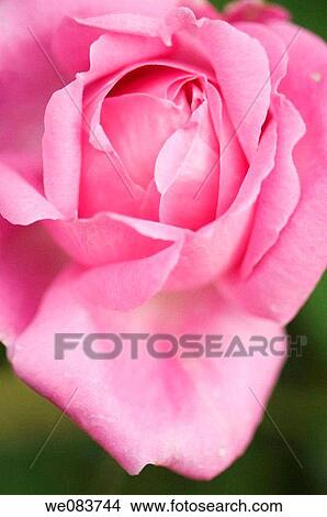 Pink Rose Flower Close-up. Rosa hybrid. View Large Photo Image Picture - Pink Rose Flower Close-up. Rosa hybrid.. Fotosearch