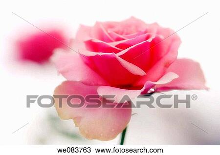 Pink Rose Flower. Rosa hybrid. View Large Photo Image Stock Image - Pink Rose Flower. Rosa hybrid.. Fotosearch