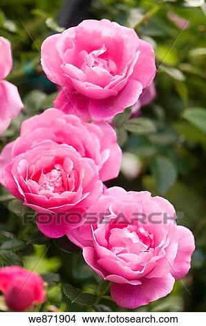 Pink Rose Flower Trio. Rosa hybrid. July 2008, Maryland, USA View Large Photo Image Picture - Pink Rose Flower Trio. Rosa hybrid. July 2008, Maryland, USA. Fotosearch