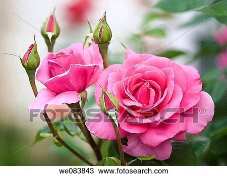 Pink Rose Flowers and Buds. Rosa hybrid. View Large Photo Image Stock Image - Pink Rose Flowers and Buds. Rosa hybrid.. Fotosearch
