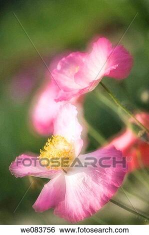 Pink Shirley Poppies. Papaver rhoeas. View Large Photo Image Stock Photograph - Pink Shirley Poppies. Papaver rhoeas.. Fotosearch