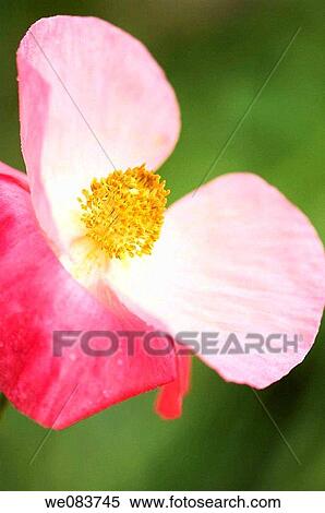 Pink Shirley Poppy. Papaver rhoeas. View Large Photo Image Stock Photography - Pink Shirley Poppy. Papaver rhoeas.. Fotosearch