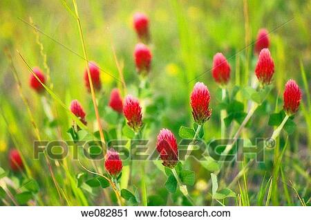 Pink Spring Crimson Clover Wildflowers. Trifolium incarnatum. March 2008. Maryland, USA. View Large Photo Image Stock Image - Pink Spring Crimson Clover Wildflowers. Trifolium incarnatum. March 2008. Maryland, USA.. Fotosearch