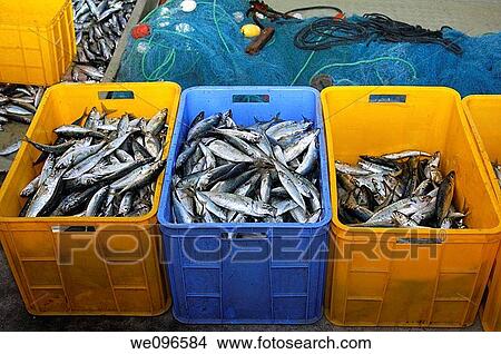 Plastic boxes storing freshly caught fish, Musandam, Sultanate of Oman View Large Photo Image Picture - Plastic boxes storing freshly caught fish, Musandam, Sultanate of Oman. Fotosearch