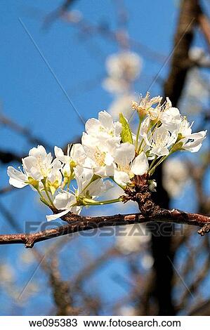 Stock Image - Plum tree blossoms in the Spring. Fotosearch