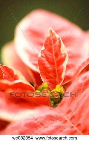 Poinsettia. Euphorbia pulcherrima. December 2007. Maryland, USA. View Large Photo Image Picture - Poinsettia. Euphorbia pulcherrima. December 2007. Maryland, USA.. Fotosearch