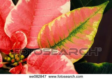 Poinsettia. Euphorbia pulcherrima. December 2007. Maryland, USA. View Large Photo Image Stock Photo - Poinsettia. Euphorbia pulcherrima. December 2007. Maryland, USA.. Fotosearch