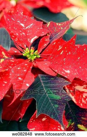 Poinsettia. Euphorbia pulcherrima. December 2007. Maryland, USA. View Large Photo Image Stock Photo - Poinsettia. Euphorbia pulcherrima. December 2007. Maryland, USA.. Fotosearch
