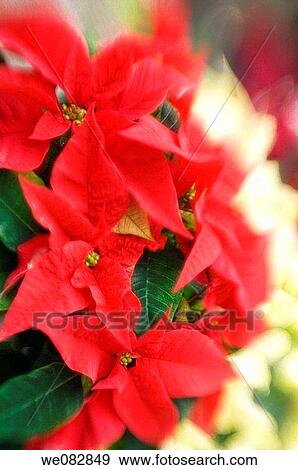 Poinsettia. Euphorbia pulcherrima. December 2007. Maryland, USA. View Large Photo Image Stock Photo - Poinsettia. Euphorbia pulcherrima. December 2007. Maryland, USA.. Fotosearch