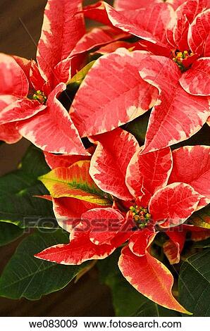 Poinsettia (Euphorbia pulcherrima) View Large Photo Image Stock Photo - Poinsettia (Euphorbia pulcherrima). Fotosearch