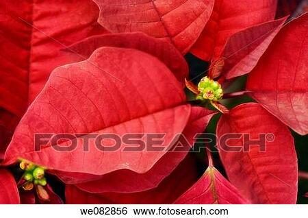 Poinsettia. Euphorbia pulcherrima. December 2007. Maryland, USA. View Large Photo Image Stock Photograph - Poinsettia. Euphorbia pulcherrima. December 2007. Maryland, USA.. Fotosearch
